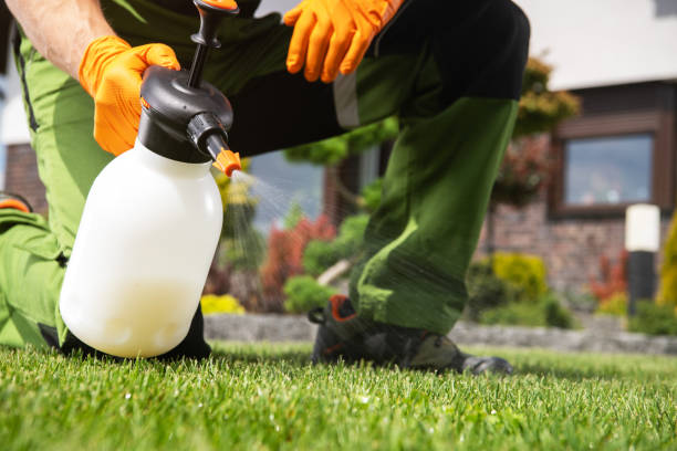 Best Termite Control Services  in Gorevle, IL