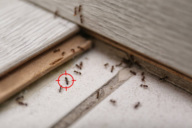 Best Affordable Pest Control Services  in Gorevle, IL