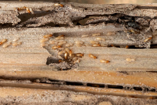 Best Termite Control Services  in Gorevle, IL