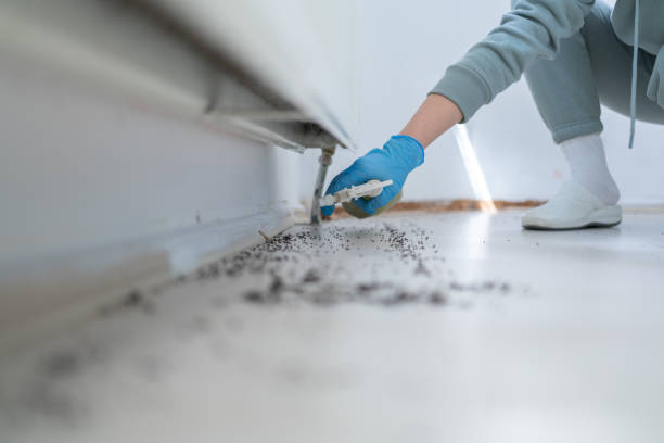 Best Bed Bug Extermination  in Gorevle, IL