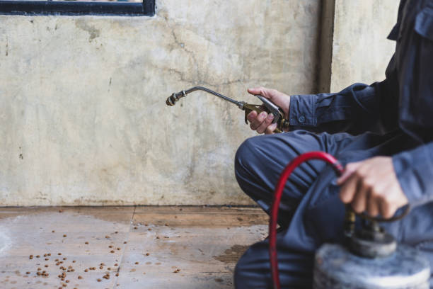 Best Rat Extermination Near Me  in Gorevle, IL